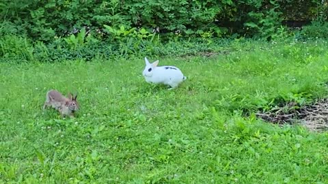 Wild Rabbit Meets Pet Rabbit In The Wild