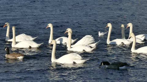 Swan Couple Has SWEETEST Reunion |