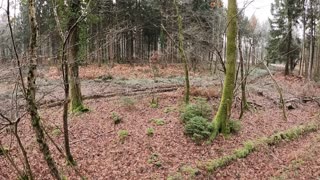 Drone footage . In a woodland 22nd Jan 2023