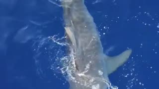 Tiger shark predates on a bird at the surface‼️