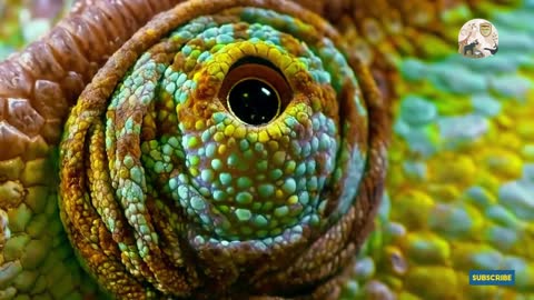 Chameleon eye Focus on you! Stop