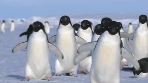 Waddling Penguins