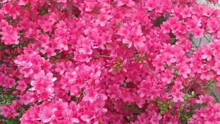 My beautiful azalea flowering Plants 😍