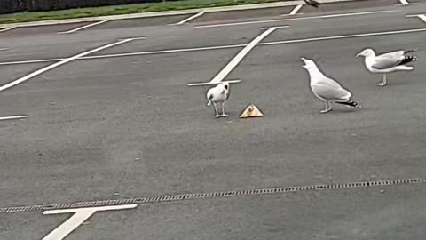 Seagulls Play Keep Away With Woman's Fast Food Order