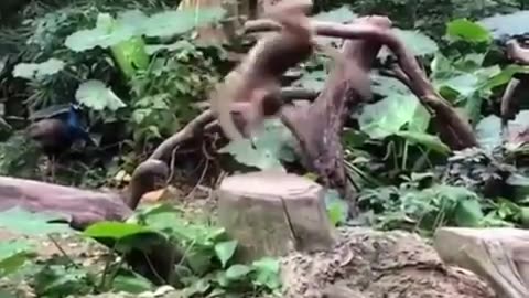 Monkey does summersaults on one spot! #showingoff #animallover #junglelife #junglelove