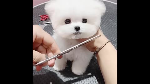 Cute dog hair cutting ✂️✂️