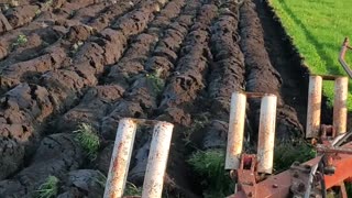 Plowing sod under for a corn field