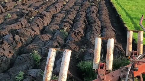 Plowing sod under for a corn field
