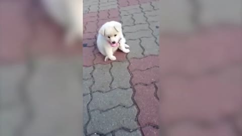 A small puppy playing cute ~ Korean Country Side