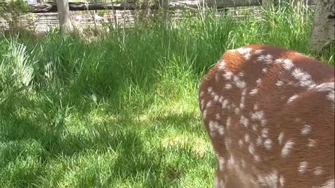 Baby deer bath