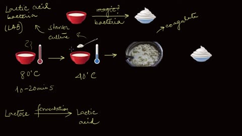 Bacteria in Yogurt Fermentation | Microbes in Human Welfare | Biology |
