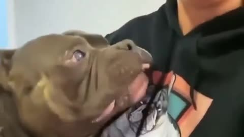 Eating prank on pitbull dog 🐶🐕