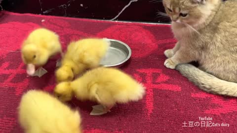 The kitten carefully observes the duckling eating delicious food. fish