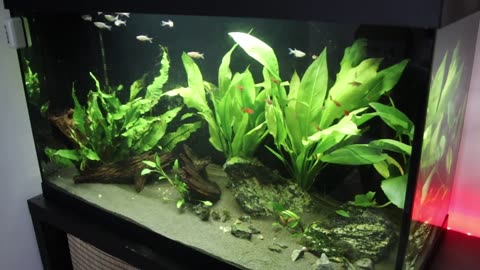 The TRUTH about these 'No Water Change' videos!