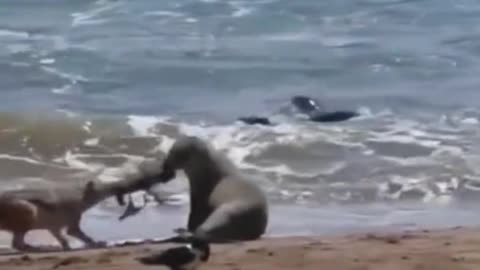 Is this a seal and a Wolf fighting for food?