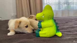 Cute Puppies were scared of a toy squeaker