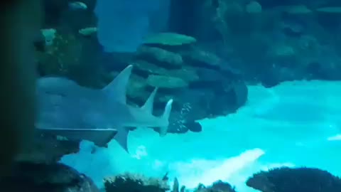 Sawfish Swimming Past