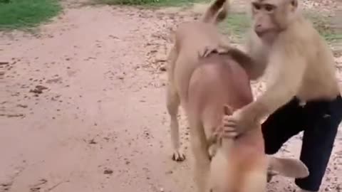 Funny animals