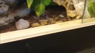 cute leopard gecko feeding video