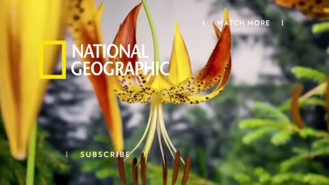 Sunflower Seastar: Terrifying Predator? | National Geographic