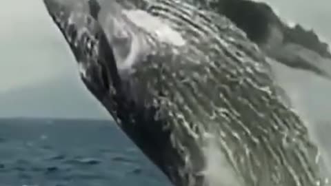 Blue whale real clip and sound water