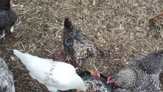 Chickens eating alfredo and noodle leftovers with side of dried BSFL.