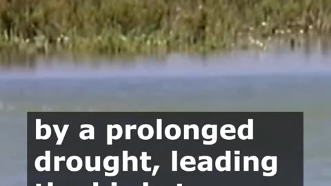Drought Forces Flamingos to Abandon Spanish Wetlands
