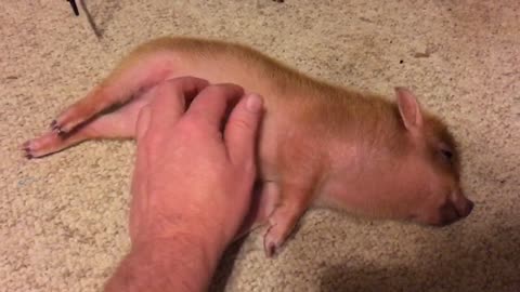 Pet Pig Loves Belly Rubs