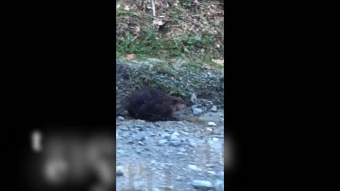 Beaver Walks home after a tough day