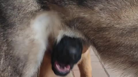 German Shepherd Chomps The Air