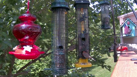 Bird Feeder 6