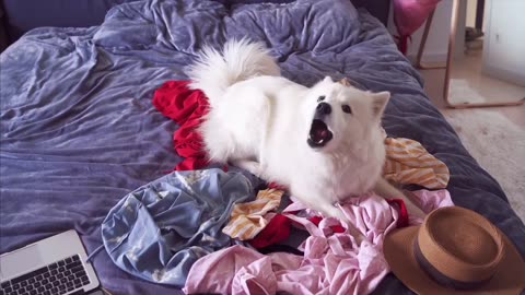 Cute dog playing bedroom