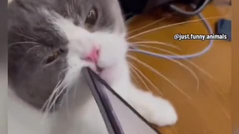 Funny Cats videos - The End