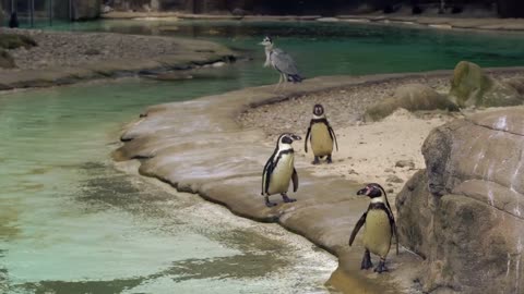 The Adorable World of Penguins: A Day in the Life