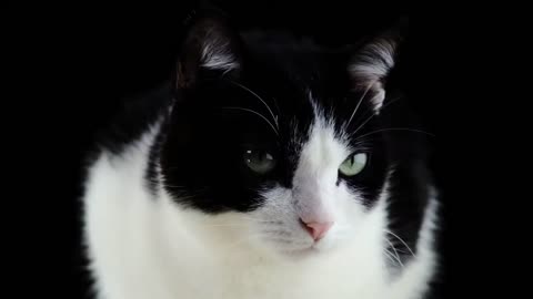Cat HD clip 2021/cute cat, black and white cat, cat staring, cat moving head