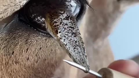 Eye peel ✨ taxidermy sheep eye #taxidermy #taxidermist #satisfying #eyes #animals