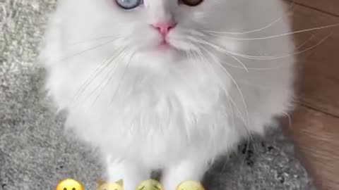 Cat That Has More Facial Expressions Than Most Humans