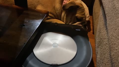 Lola the Bulldog Could Care Less About Robo Vacuum