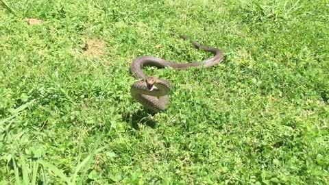 Brown Snake Plays Defense