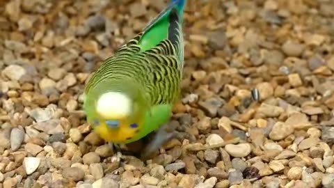 Budgerigar #parrots #birds #birdslover #viralvideo