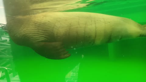 See how a huge walrus swims.