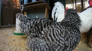 Backyard Chickens Sounds Noises Rain Hens Roosters ASMR Relaxing!