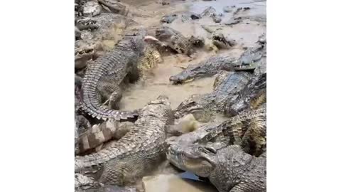 crocodile Eating food #shorts