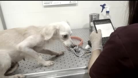 Fundación requiere donaciones para 10 perritos que perdieron a su dueña en Bucaramanga