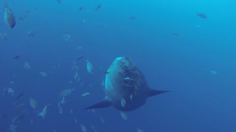 Scientists document giant Mola Mola at deep ocean cleaning station Part:4