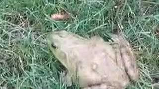 Screaming Frog Comically Flees from Hands