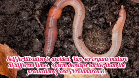 Earthworm Reproduction - Earthworm Cal Reproduction_Cut