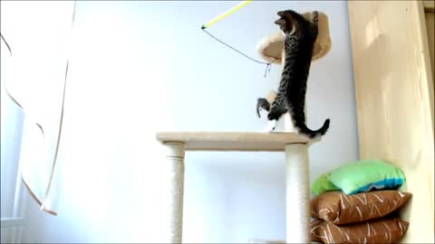 Super Jumping Kitten