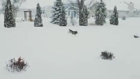 Dogs love playing with snow.