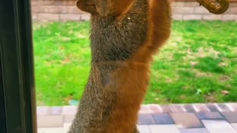 Adorable Squirrel Plays The Sax